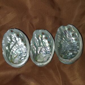 Iridescent Pearlescent Abalone Shell Home Accent